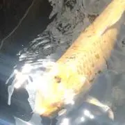 きり　※自己紹介文お読み下さいの画像