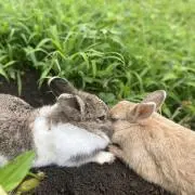 ゆき