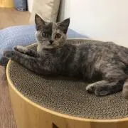 つらら