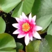 よもぎの画像