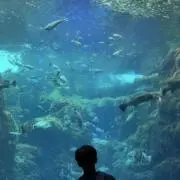 ミロの画像