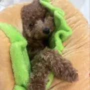 よつ葉の画像