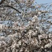 ありがとうの画像
