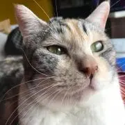 きゃんでぃ