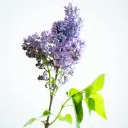Lilac⚘˖*
