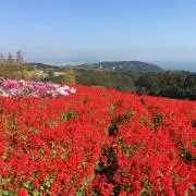 フクロウ  （プロフ必読）