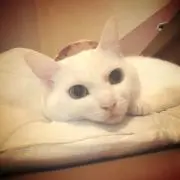 みー