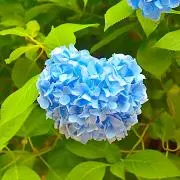 まなの画像