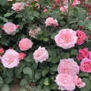 プチプチ⭐︎