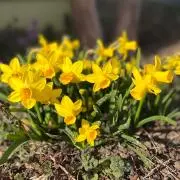 Goldenchildの画像