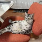 コロコロの画像