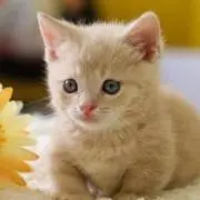 ちー