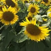 ウッキー(旧　麻子東田)