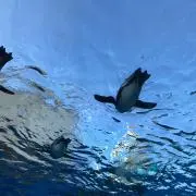 はぁと