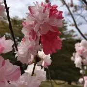 tomo