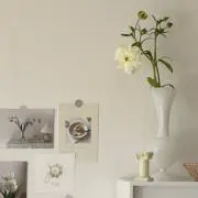ミドリの画像