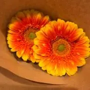 める❁⃘*.゜の画像