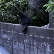 Ma_yaの画像