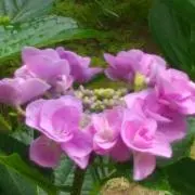 Pink-meの画像