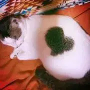 ツボの画像