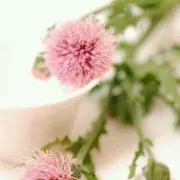 薊