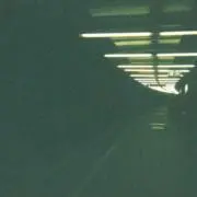 ツクツクボウシの画像