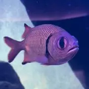 湯