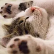 じょじょりーぬ