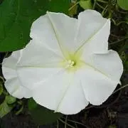 moonflowerの画像