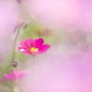コリーヌの画像