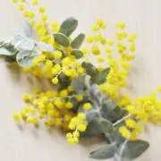 Mimoza