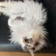 kk