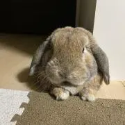 ゆみぷりんの画像