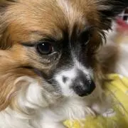おかまる