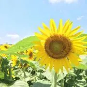 momotoの画像