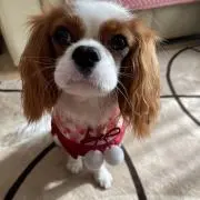 taemomoの画像