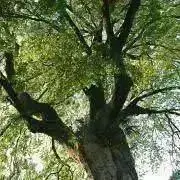 tree （14〜17日発送お休み）の画像