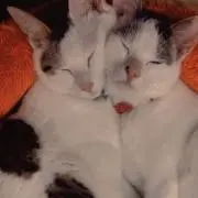 みみらぶの画像