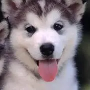 kumo