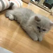 まんとひひ
