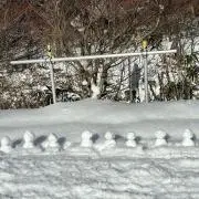 の