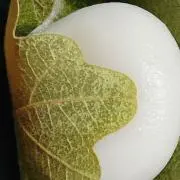 アリアの画像