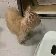 フカザワ