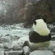 teaの画像