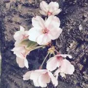 慧の画像