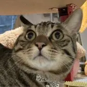 にゃんこの画像