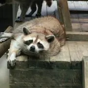 つか