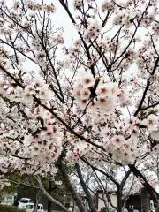 ❤ツバキ❤即購入OKの画像