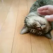 ことらの画像