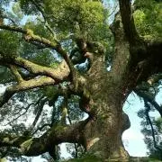 ton-ten-kanの画像